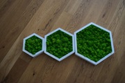 Zestaw ramek heksagon z mchem chrobotkiem 