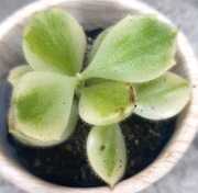 Cotyledon Ladysmithensis Variegata, niedźwiedzia łapa, GRATIS 279