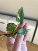 Philodendron Bipennifolium Variegata