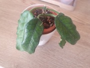 Hoya Welsh Mountian Zoo i Globulosa ZESTAW