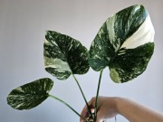 Monstera Thai Mutation ukorzeniony DÓŁ