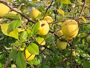 Ekologiczny pigwowiec tanio