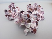 Dekoracja do akwarium pakle muszla barnacle tanganika malawii