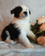 Border collie szczenięta 