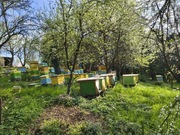 Odkłady pszczele przezimowane