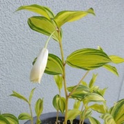 Parnik wspaniały / Disporum sessile Awa no Tsuki