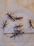 Straszyk/straszyki filipiński  (1 zł )   