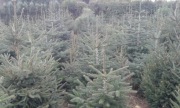 Choinki żywe Jodły Świerki  bezpośred. z plantacji