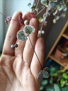 Ceropegia woodii variegata