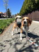 Sprzedam 8-miesięcznego Beagla