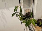 Hoya pubicalyx splash ukorzeniona 