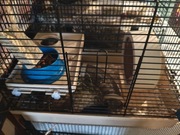 Czarno białe myszki "japońskie"...