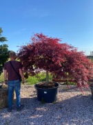 Klon Palmowy / Acer 'Dissectum 'Inabashidare' 