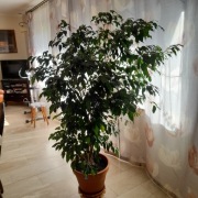 Beniamin doniczkowy 150 cm i palma yukka doniczkowa 150 cm 