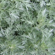 Nasiona Piolun Ziolo 1g