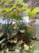 Sprzedam nadwyżkę Gurami Mozaikowe