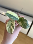 Philodendron Bipennifolium Variegata