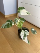 Monstera Variegata