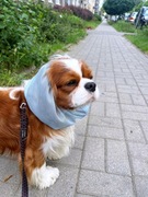 Snood siateczkowy baby blue czapka  Cavalier Hugme