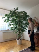 Ficus benjamini zwany beniaminkiem 