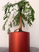 Bonsai na prezent, unikat, z kolekcji egzotyków, miedziana doniczka