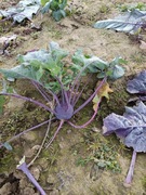 Kalarepka fioletowa eko bez chemii i nawozów 