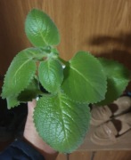 Mieta meksykańska 5 sadzonek