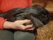 Młode kroliczki z listopada 2025