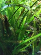 Nurzaniec tygrysi, vallisneria spiralis red