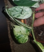 Epipremnum pinatum pinnatum marbel variegata 