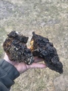 CHAGA Błyskoporek podkorowy 