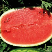 Nasiona arbuza Celine F1 