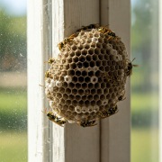 Usuwanie gniazd os i szerszeni, osy, szerszenie Szczecin