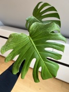 Monstera Mint (szczyt)