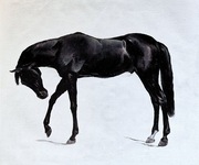 Obraz na płotnie - czarno-biały - Koń