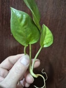 Epipremium global green 