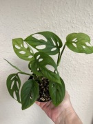 Monstera Acuminata - don. 9 cm