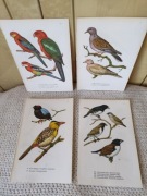 Retro ilustracje grafiki ptaki z 1965 roku