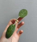 Hoya elliptica splash 