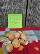 Czosnek słoniowy sloniowy cebulki przybyszowe 10 szt bardzo duże