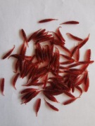 Tanta Supercontinent 25mm 10szt.