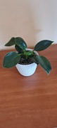Filodendron zielony + gratis zielistka 