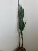 Palma sprowadzona z Turcji 82 cm żywa