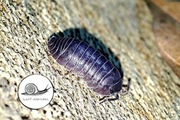 Armadillidium arcangeli 10 szt RARYTAS isopody prosionki kulanki ekipa 