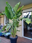 Strelitzia Nicolai RAJSKI PTAK Strelicja biała XXXL