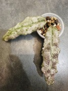 Hoya undulata silver, ukorzeniona sadzonka