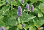 Mięta pieprzowa (Mentha piperita)  - 1szt