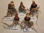 Cebule Hippeastrum (Amarylis)