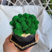 Stylowy zestaw z mchem chrobotkiem 