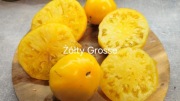Pomidor Grosse Yellow. Super plenność i bogaty smak.